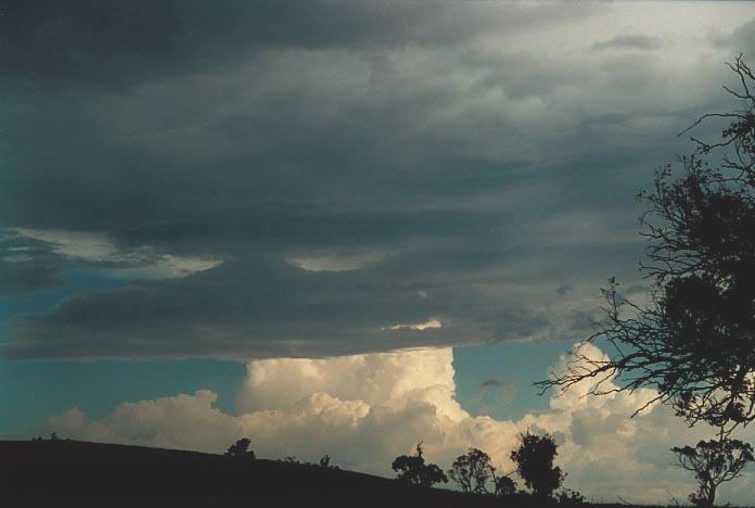thunderstorm cumulonimbus_calvus : Mullaley, NSW   28 November 2000