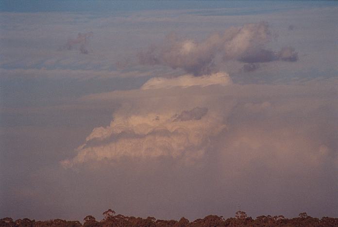 thunderstorm cumulonimbus_calvus : Schofields, NSW   7 January 2002