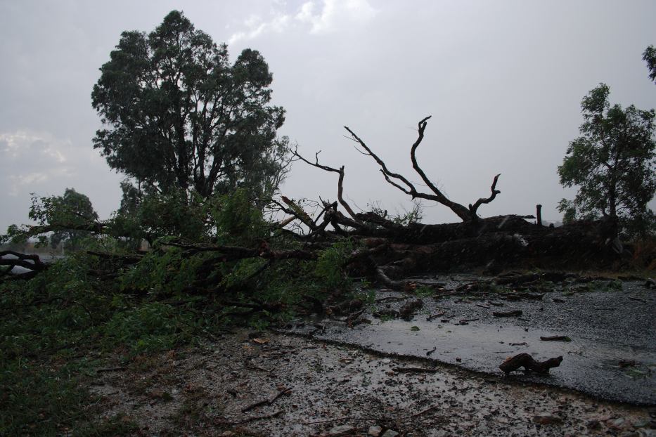 disasters storm_damage : near Mudgee, NSW   24 January 2006