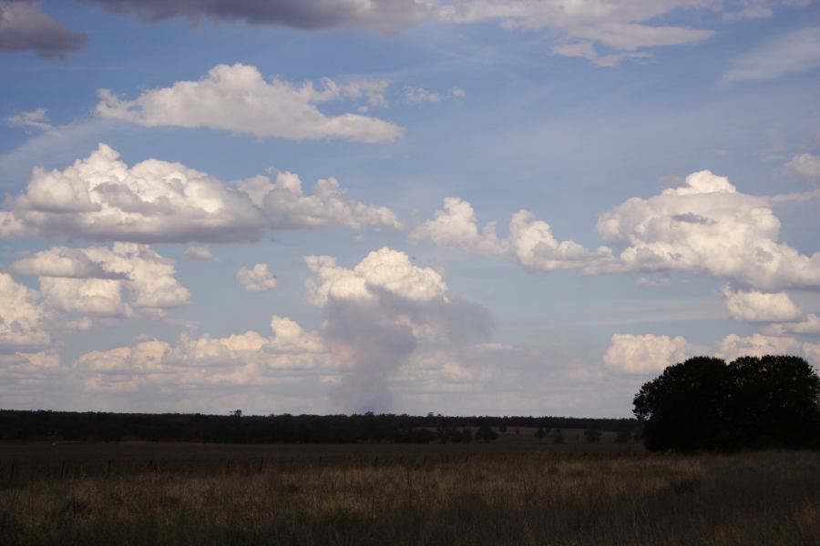 cumulus mediocris : E of Premer, NSW   13 December 2006