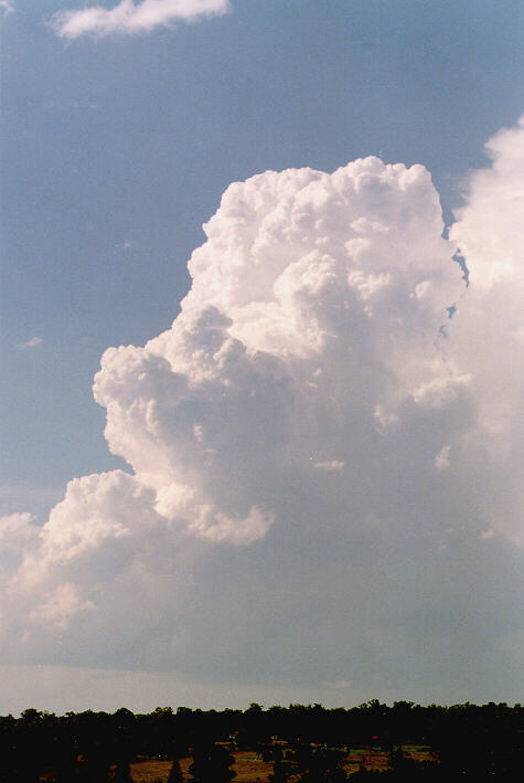 thunderstorm cumulonimbus_calvus : Schofields, NSW   30 March 1997