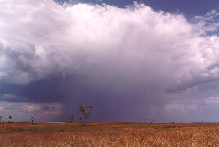 thunderstorm cumulonimbus_calvus : Luddenham, NSW   7 November 1997