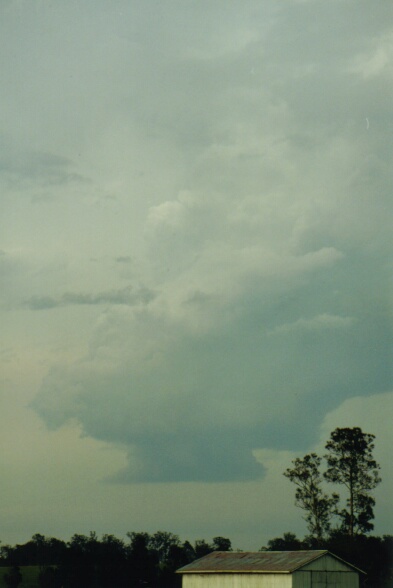 contributions received : Grafton, NSW<BR>Photo by Mario Orazem   8 December 2000