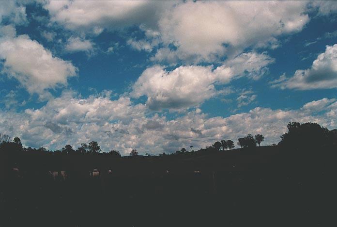 cumulus mediocris : Nymboida, NSW   18 January 2001