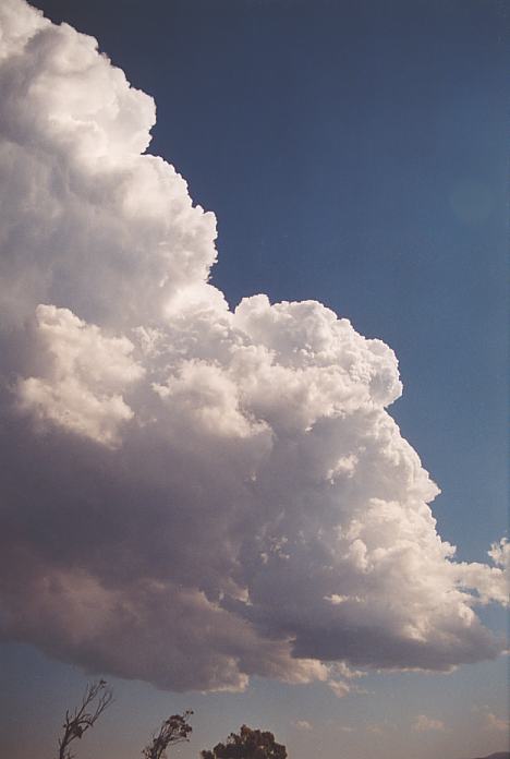thunderstorm cumulonimbus_calvus : Corindi Beach, NSW   1 December 2001