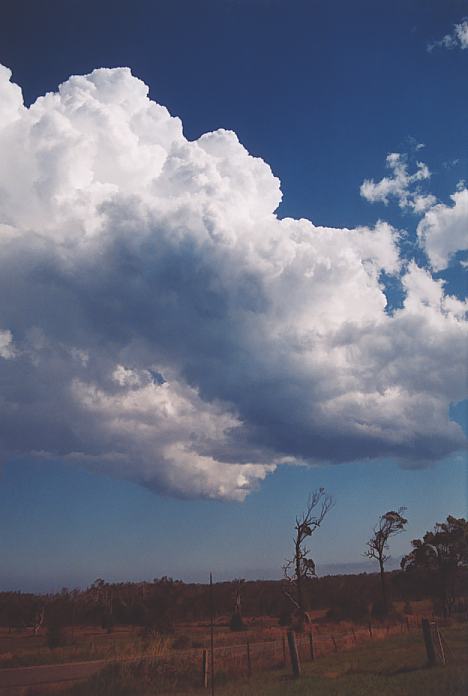 thunderstorm cumulonimbus_calvus : Corindi Beach, NSW   1 December 2001