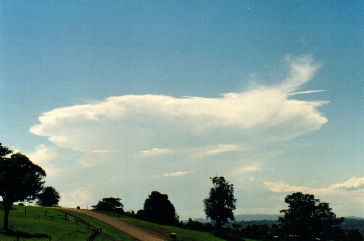 anvil thunderstorm_anvils : McLeans Ridges, NSW   19 December 2001