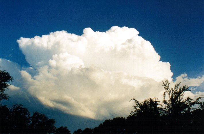 thunderstorm cumulonimbus_calvus : McLeans Ridges, NSW   21 December 2001
