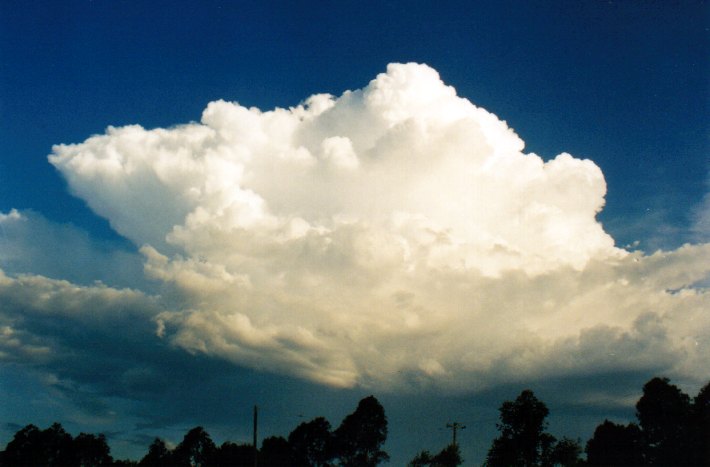 thunderstorm cumulonimbus_calvus : McLeans Ridges, NSW   21 December 2001