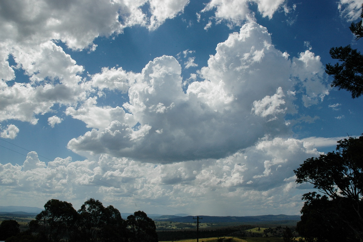 cumulus mediocris : Tregeagle, NSW   21 January 2005