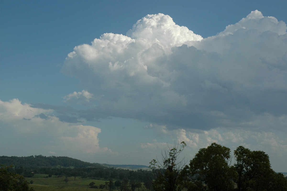 cumulus mediocris : Tregeagle, NSW   21 January 2005