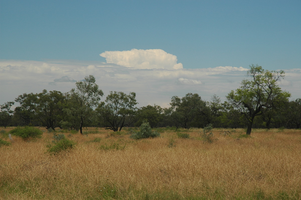 thunderstorm cumulonimbus_calvus : Rowena, NSW   26 November 2005