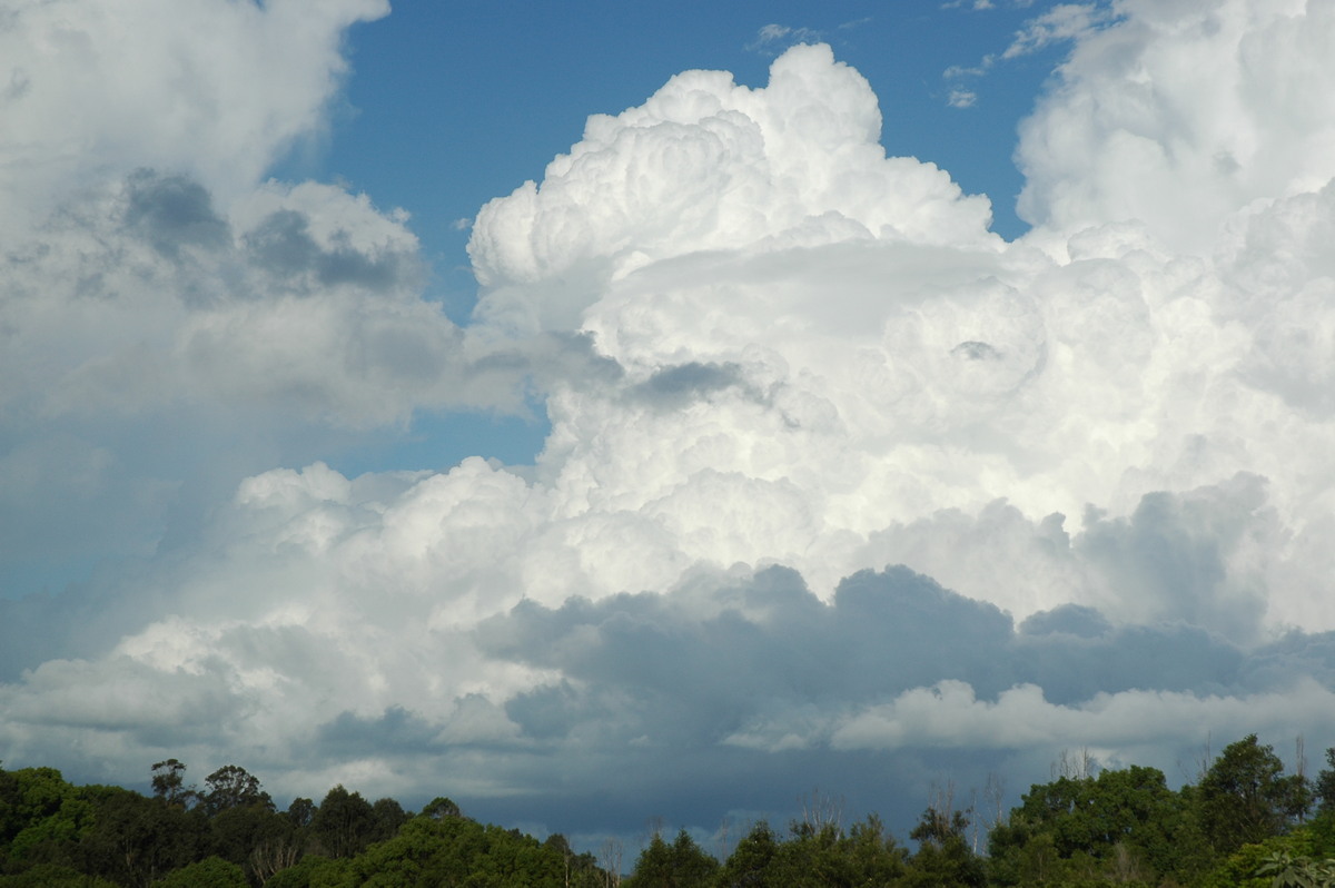 thunderstorm cumulonimbus_calvus : McLeans Ridges, NSW   29 November 2005