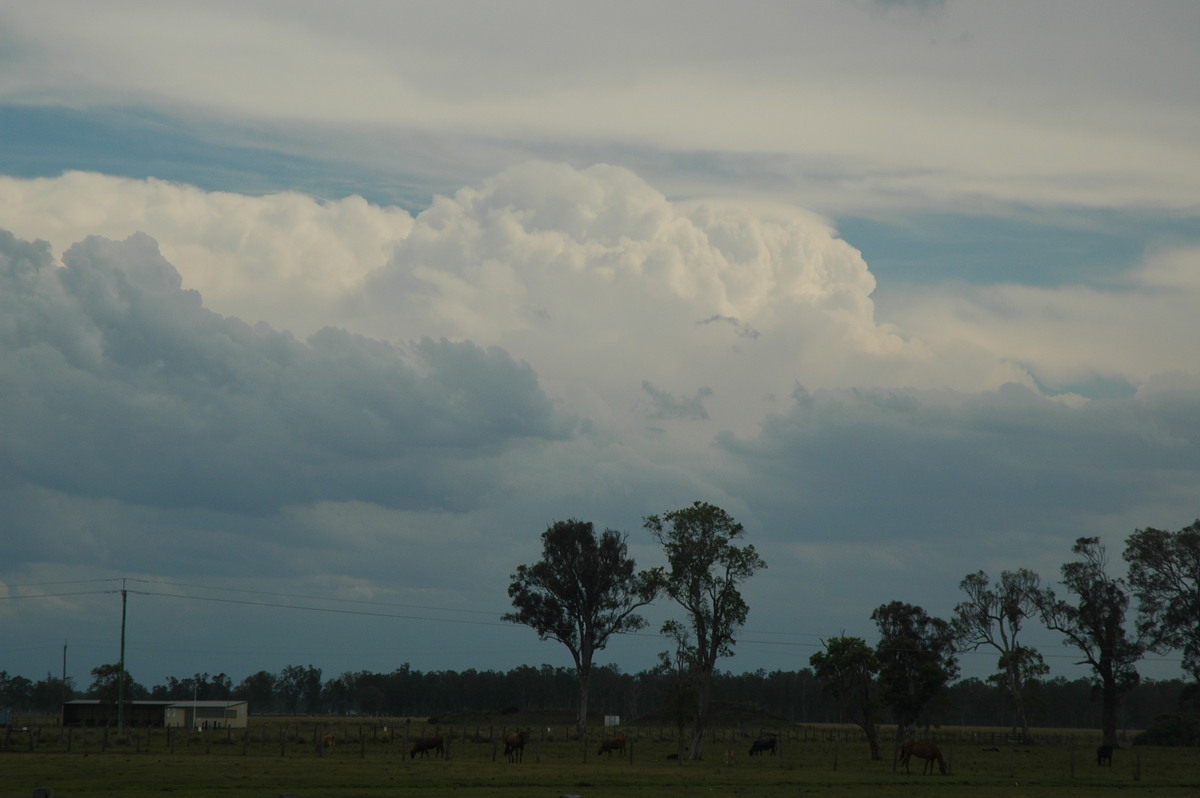 thunderstorm cumulonimbus_calvus : Wyrallah, NSW   30 November 2005