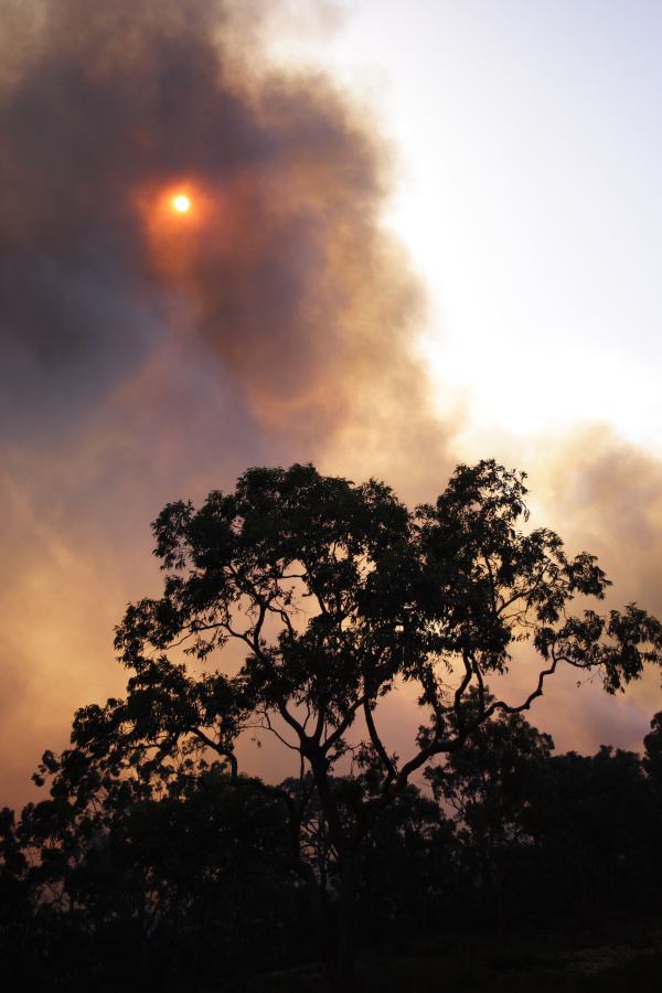 bushfire wild_fire : Pacific Park, NSW   24 September 2006