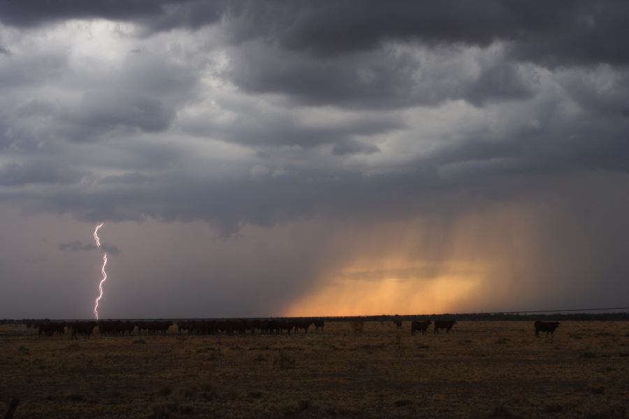 lightning lightning_bolts : 40km N of Goondiwindi, QLD   14 January 2007